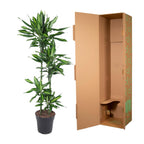 Dracaena Cintho (Drachenbaum) – Ø 27 cm, 150 cm hoch