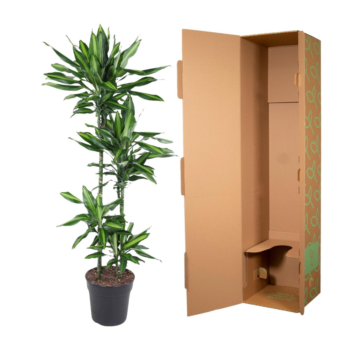 Dracaena Cintho (Drachenbaum) – Ø 27 cm, 150 cm hoch