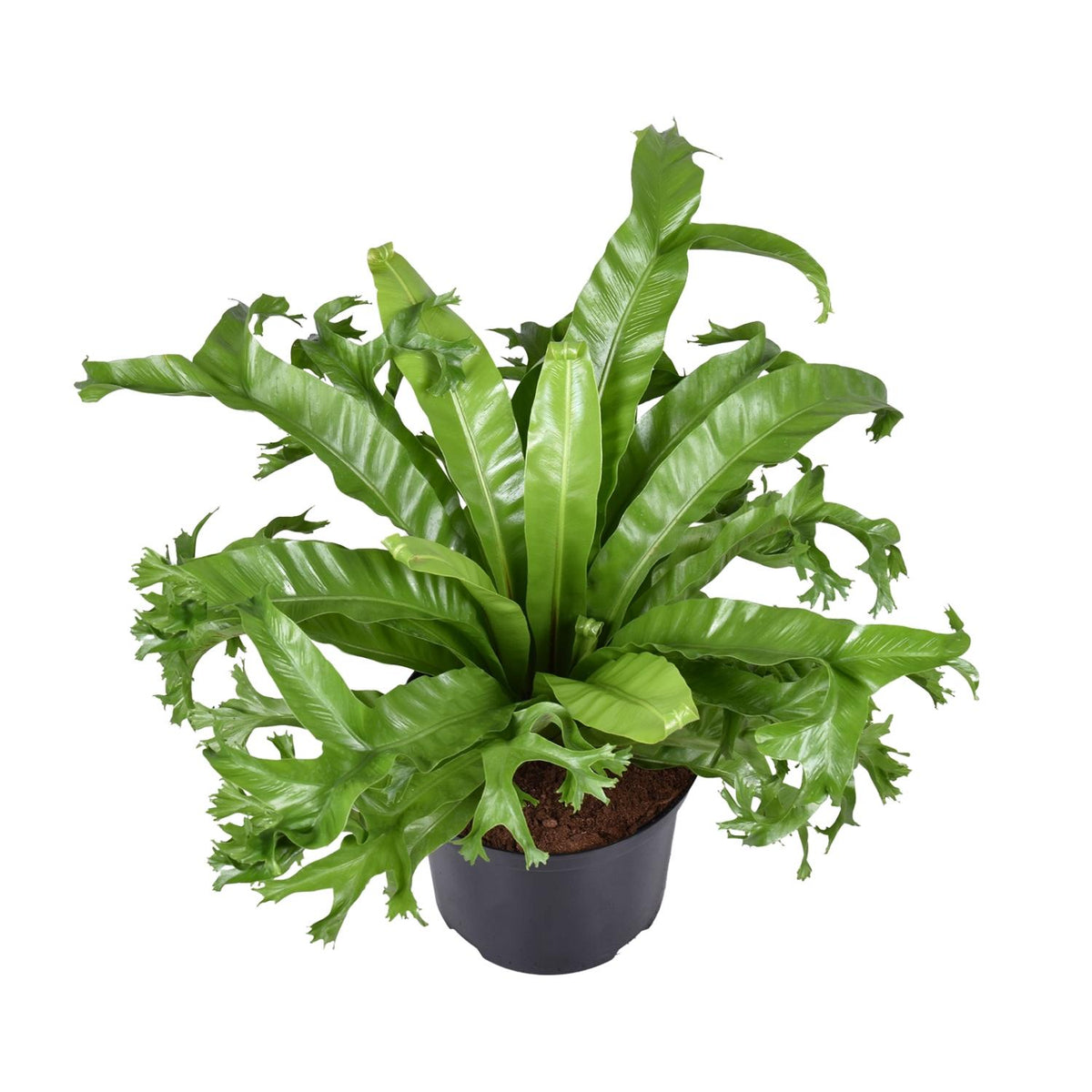 Asplenium nidus Crissie (Vogelnestfarn) – Ø 23 cm, 55 cm hoch