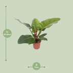 Philodendron Imperial Green – Ø 17 cm, 60 cm hoch