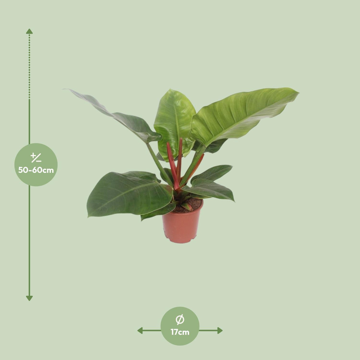 Philodendron Imperial Green – Ø 17 cm, 60 cm hoch