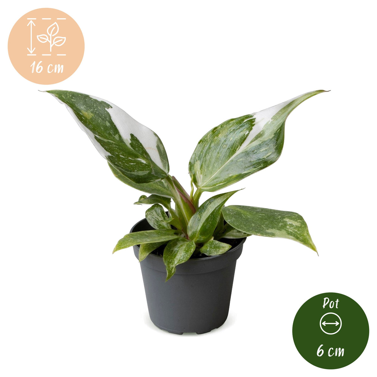 Philodendron White Princess – Ø6 cm, 16 cm de haut