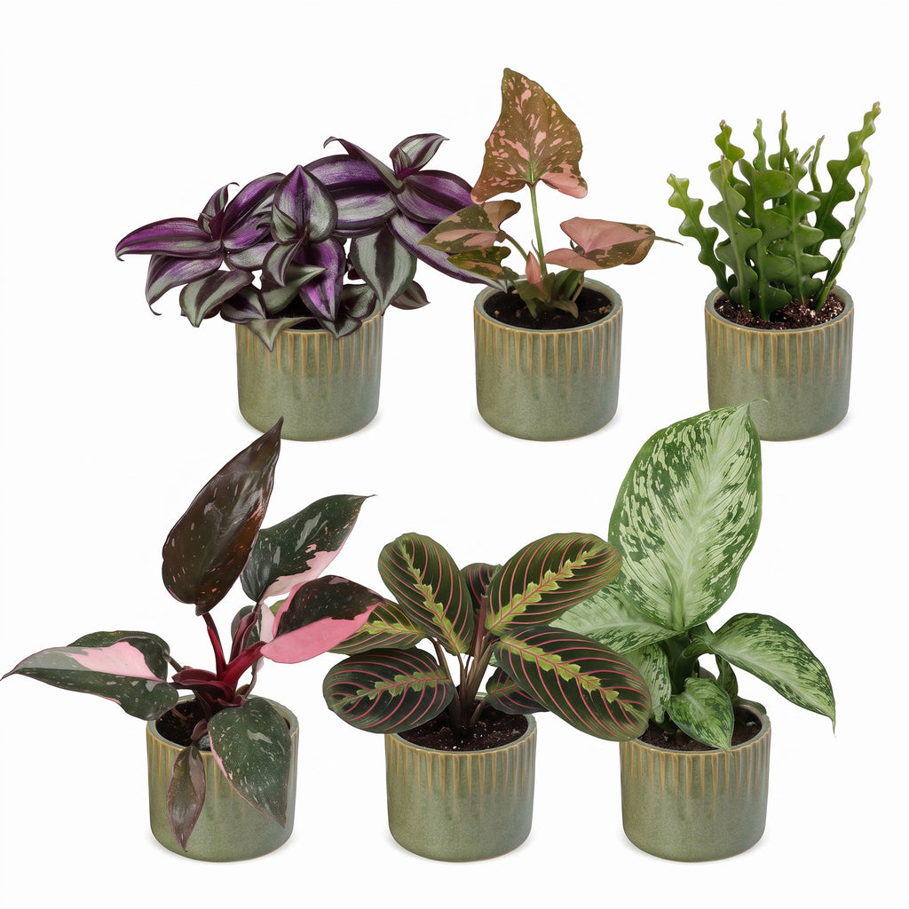 6× overraskelsesæske med stueplanter inkl. Linnea Olive – Ø6 cm, 5–15 cm høj