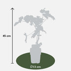 Vitis vinifera 'Johanniter' (weiße Traube) – Ø13 cm, 45 cm hoch