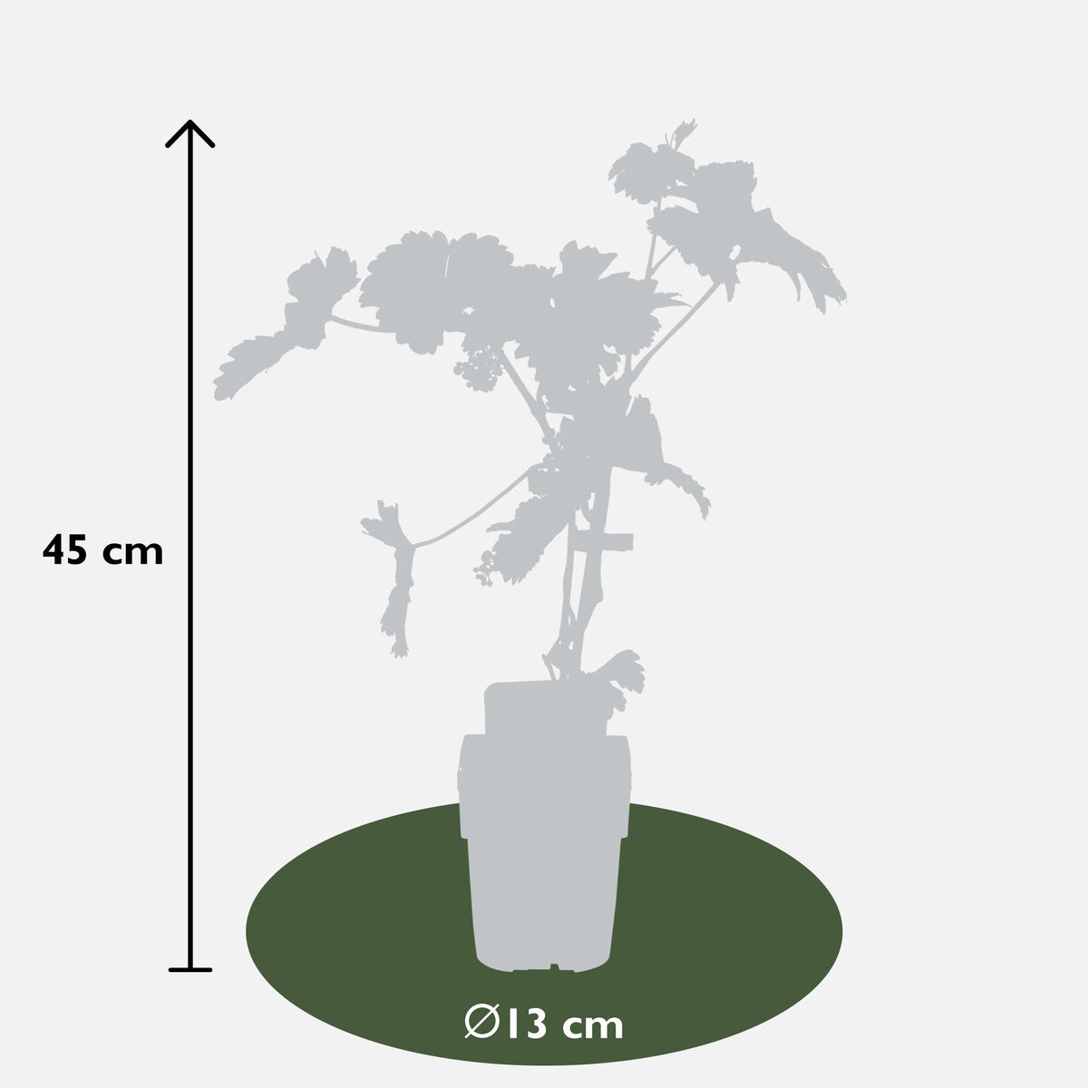 Vitis vinifera 'Johanniter' (weiße Traube) – Ø13 cm, 45 cm hoch – Bild 3