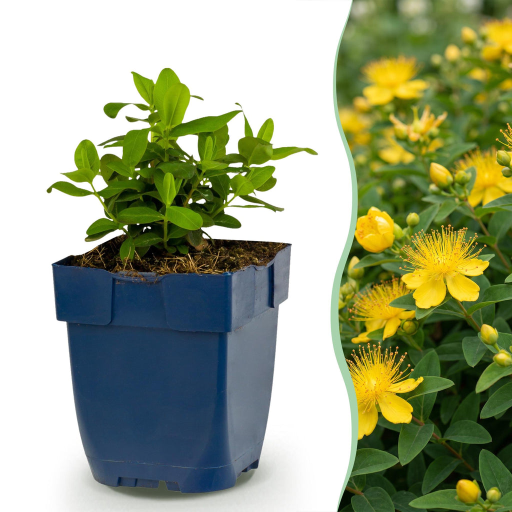 Hypericum calycinum (St. John's wort) – yellow – 24 plants, Ø11 cm, 15–25 cm high