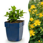 Hypericum calycinum (St. John's wort) – yellow – 24 plants, Ø11 cm, 15–25 cm high