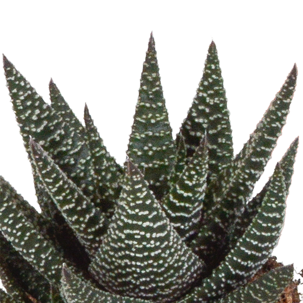 Mélange de Gasteria/Haworthia dans un pot blanc – Ø 10 cm, 18 cm de haut – photo 12