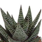 Mélange de Gasteria/Haworthia dans un pot blanc – Ø 10 cm, 18 cm de haut