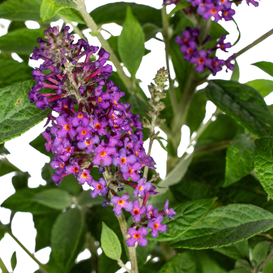 Buddleja davidii 'Purple' (vlinderstruik) – Ø19 cm, 40–50 cm hoog