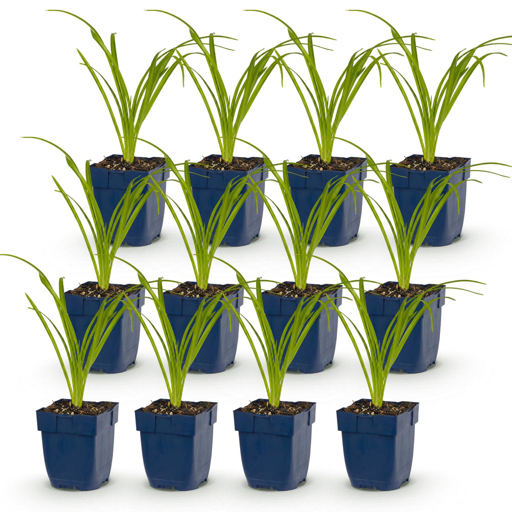 Hemerocallis 'Tricolour' (daglelie) – crème-geel-rood – 12 planten, Ø11 cm, 15–25 cm hoog – foto 2