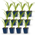 Hemerocallis 'Tricolour' (daglelie) – crème-geel-rood – 12 planten, Ø11 cm, 15–25 cm hoog