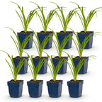 Hemerocallis 'Tricolour' (daglelie) – crème-geel-rood – 12 planten, Ø11 cm, 15–25 cm hoog