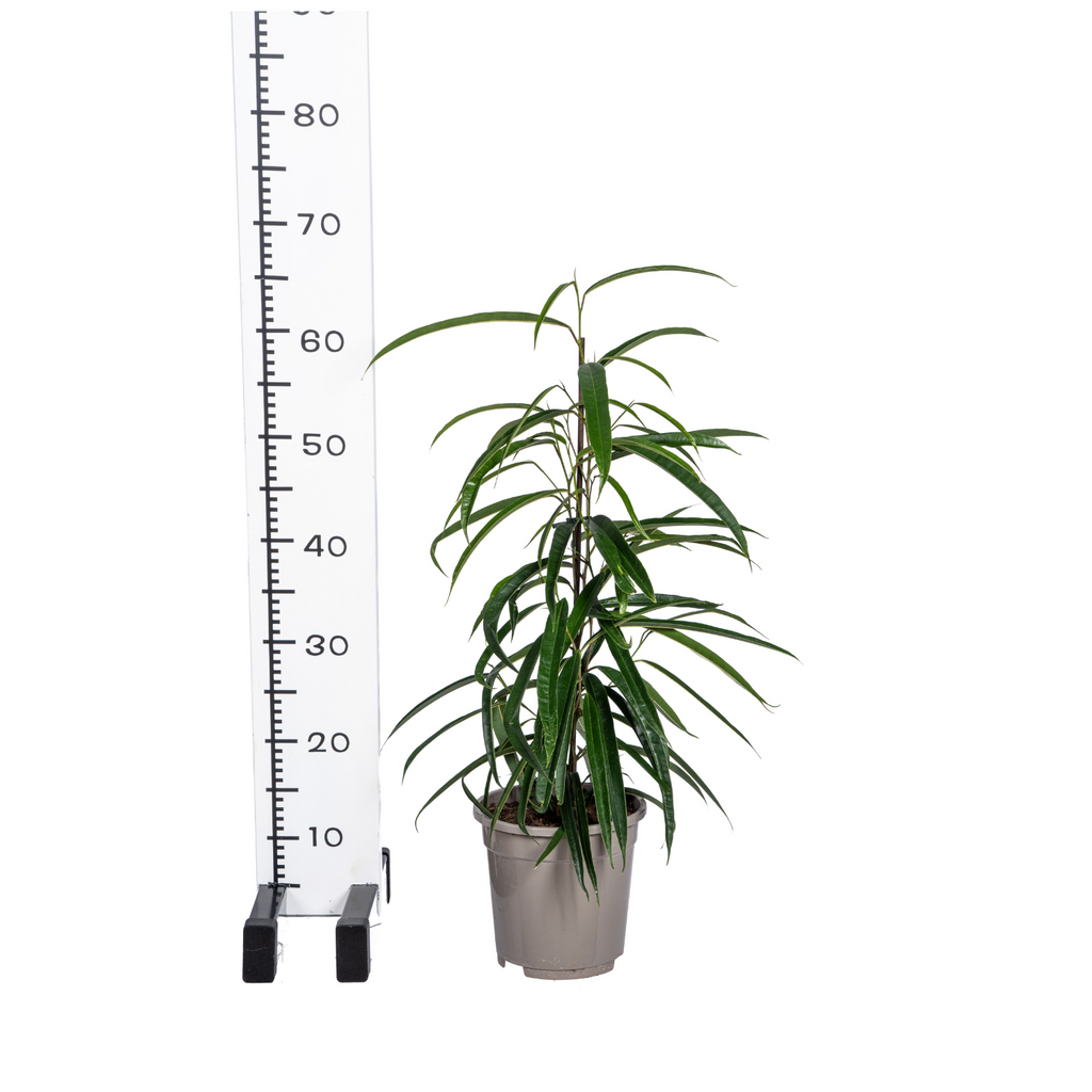 Ficus Binnendijkii Alii – Ø17 cm, 60–80 cm hoch