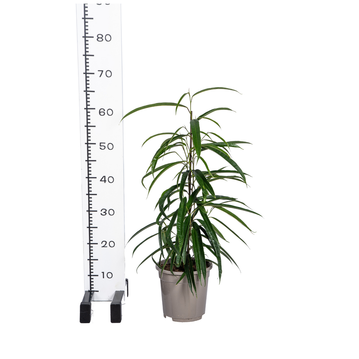 Ficus Binnendijkii Alii – Ø17 cm, 60–80 cm høj