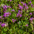 Thymus serpyllum (tijm) – 60 planten, Ø9 cm, 10–25 cm hoog