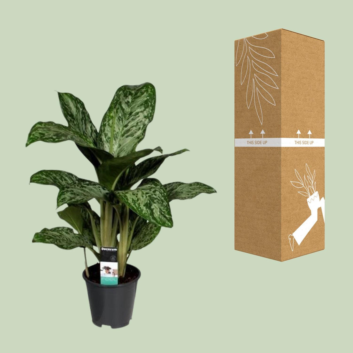 Aglaonema Greenlight (Decorum) – Ø17 cm, 60 cm høj
