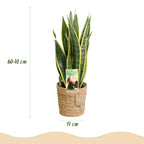 2× Sansevieria Laurentii (Svigermors skarpe tunge) med kurv – Ø17 cm, 60–70 cm høj