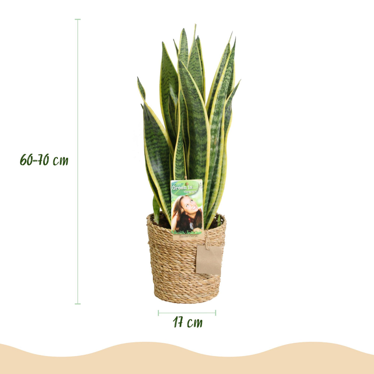 2× Sansevieria Laurentii (Svigermors skarpe tunge) med kurv – Ø17 cm, 60–70 cm høj