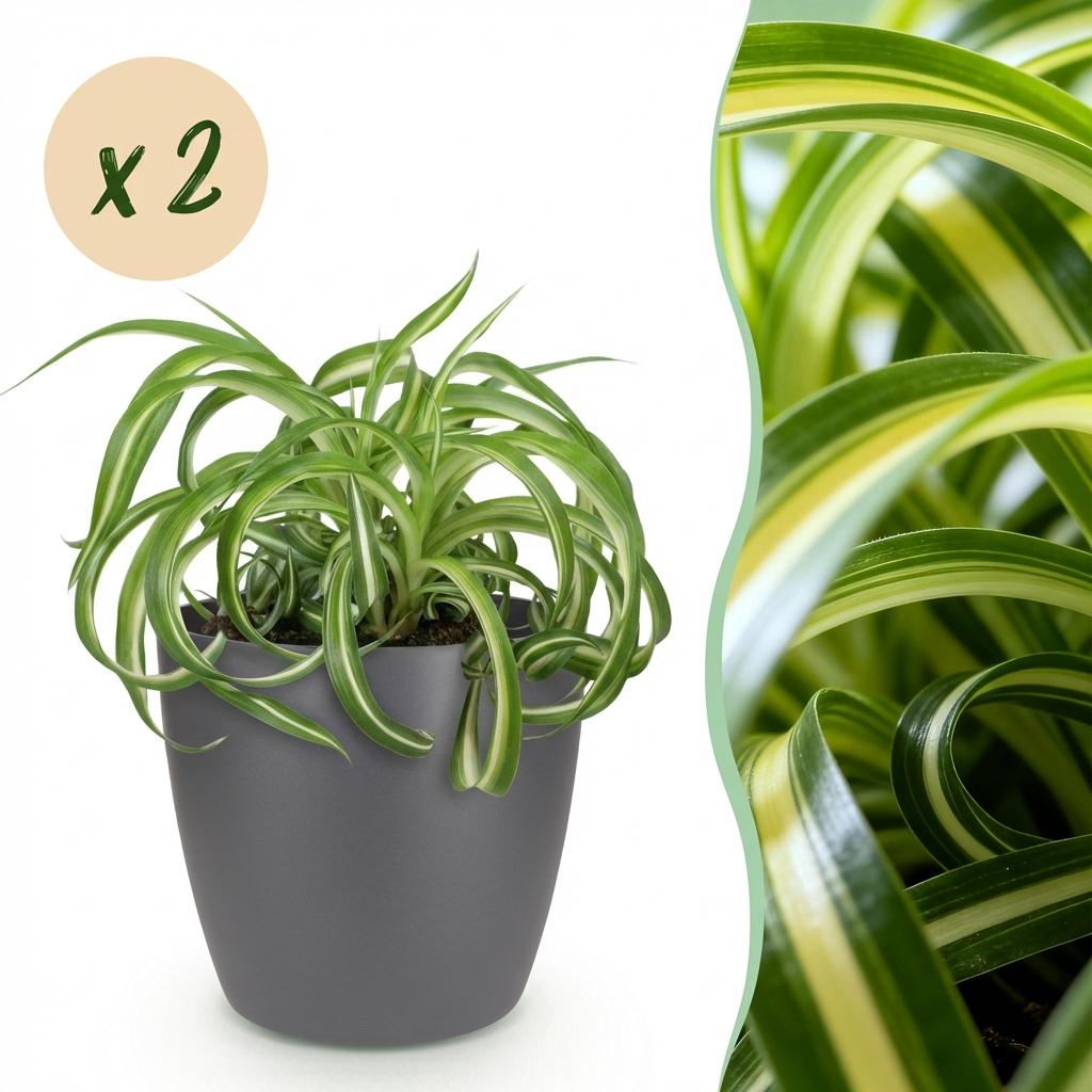 2× Chlorophytum comosum Bonnie (plante-araignée) en pot décoratif Potter gris – Ø12 cm, 20 cm de haut