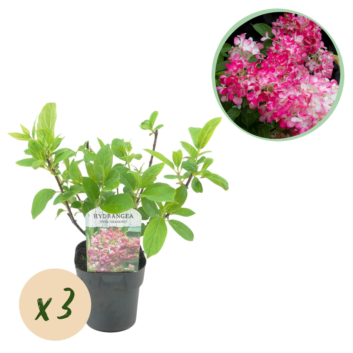 Hydrangea panniculata 'Pink Diamond' (hortensia) – roze-wit – 3 planten, Ø17 cm, 50 cm hoog