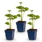 Anemone hybr. 'Kön. Charlotte' (autumn anemone) – pink – 3 plants, Ø11 cm, 15–25 cm high