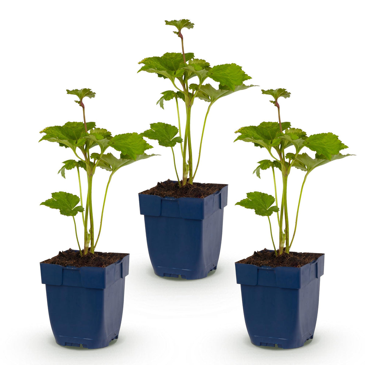 Anemone hybr. 'Kön. Charlotte' (Herbstanemone) – rosa – 3 Pflanzen, Ø 11 cm, 15–25 cm hoch