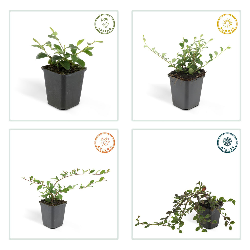 Cotoneaster dam. 'Major' (dwarf cotoneaster) – 60 plants, Ø9 cm, 25 cm high – photo 3