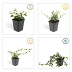 Cotoneaster dam. 'Major' (dwarf cotoneaster) – 60 plants, Ø9 cm, 25 cm high