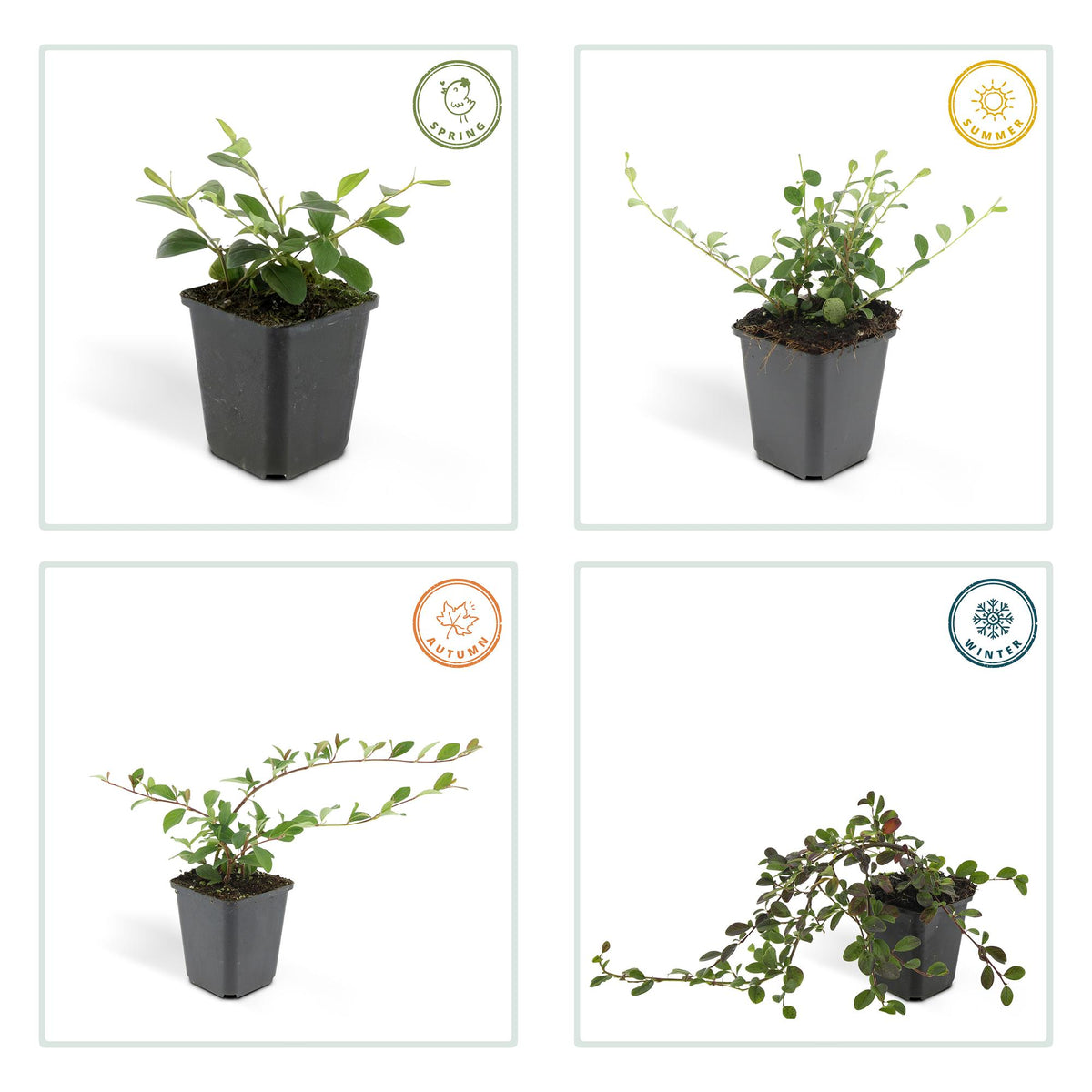 Cotoneaster dam. 'Major' (dwarf cotoneaster) – 60 plants, Ø9 cm, 25 cm high – photo 3