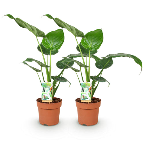 2× Alocasia Cucullata (oreille d’éléphant) – Ø17 cm, 60–65 cm de haut