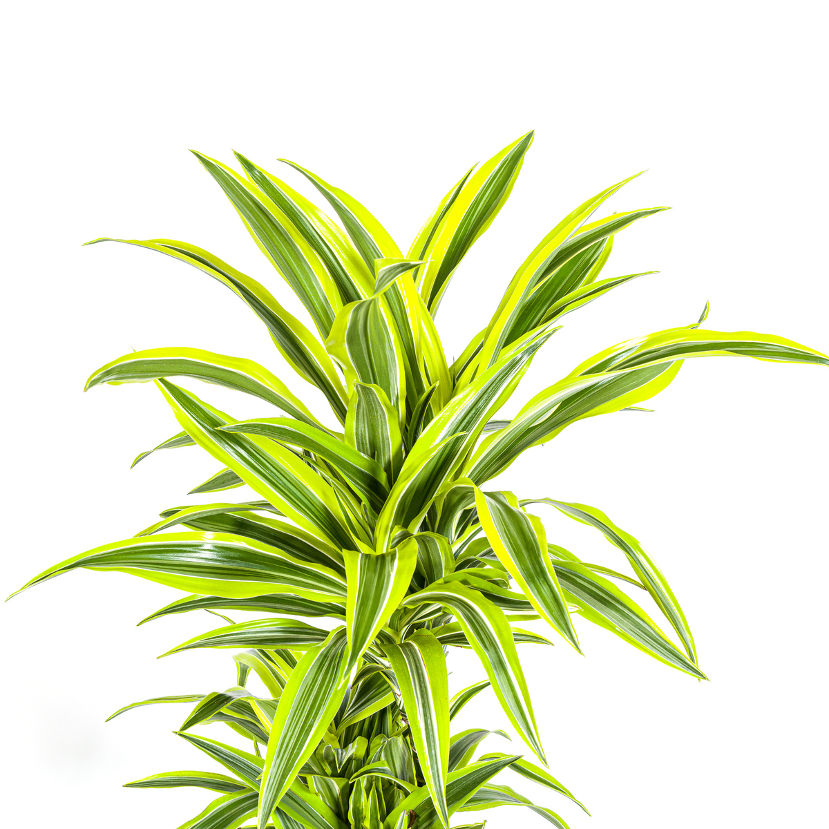 Dracaena Deremensis Lemon Lime (drakenboom) – Ø24 cm, 130–150 cm hoog