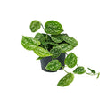 Scindapsus pictus Argyraeus – Ø15 cm, 25 cm de haut