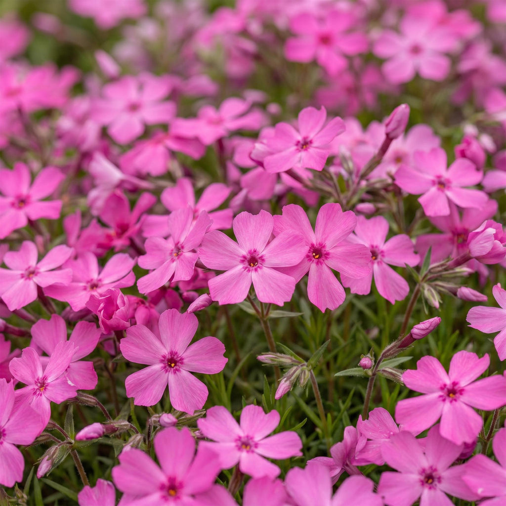 Phlox 'MacDaniel’s Cushion' (flame flower) – dark pink – 6 plants, Ø11 cm, 15–25 cm high – photo 5