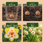 Mélange de jonquilles doubles – 10 bulbes (calibre 12/14)