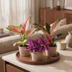 3× Baby Plants Paradise Mix – Ø6 cm, 10–15 cm tall