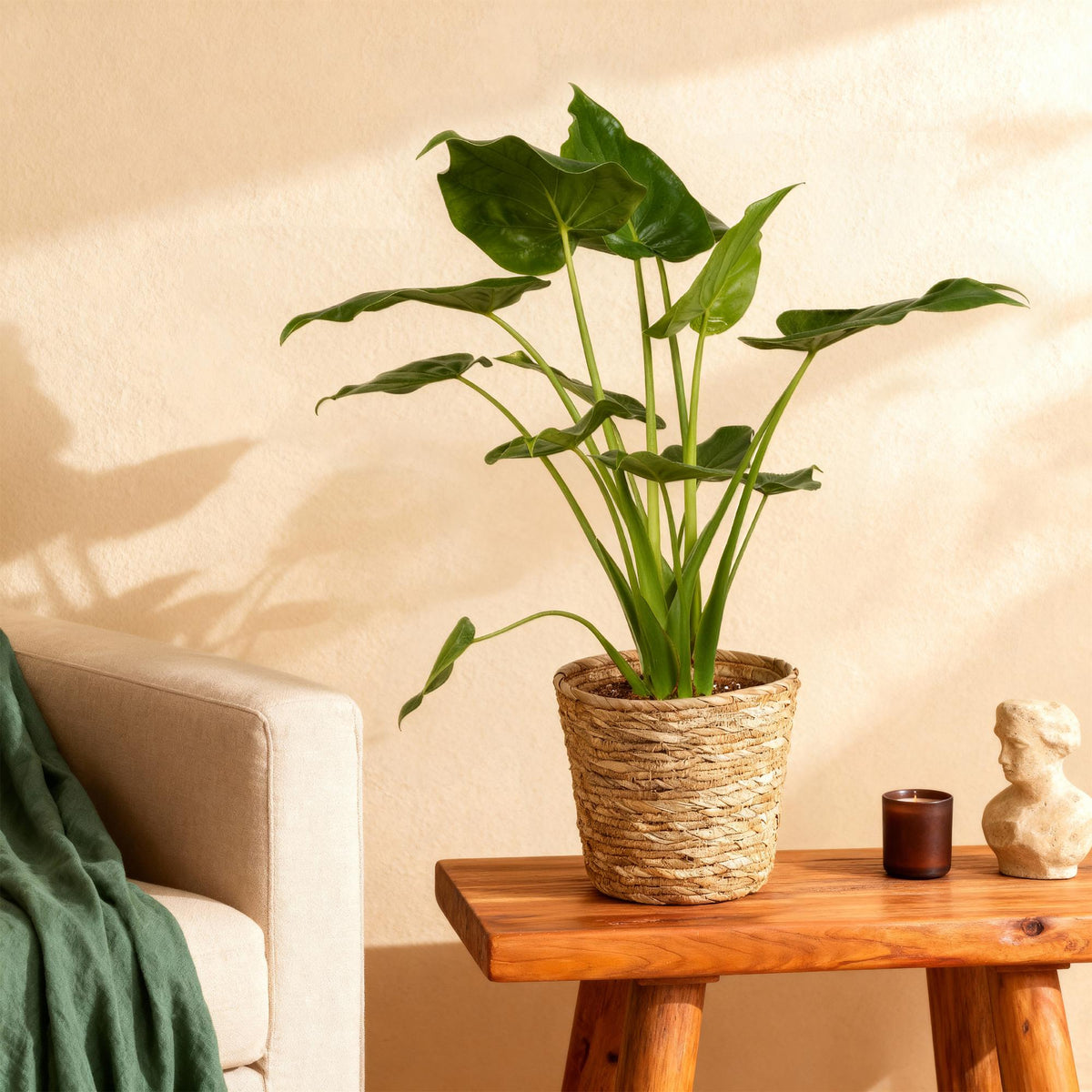 Alocasia Cucullata (elefantøre) med kurv – Ø21 cm, 65–70 cm høj