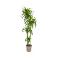 Dracaena Deremensis Hawaiian Sunshine (Drachenbaum) – Ø 27 cm, 170–190 cm hoch