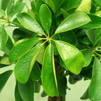 Schefflera Nora (fingerbølme) med kurv – Ø21 cm, 70–82 cm høj