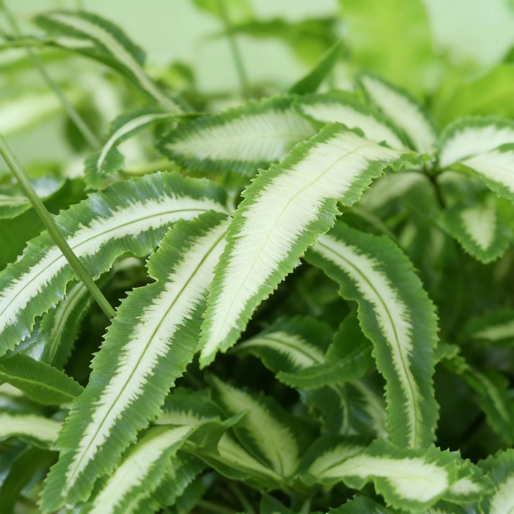 Pteris cretica Albolineata (pteris-varen) – Ø12 cm, 20 cm hoog