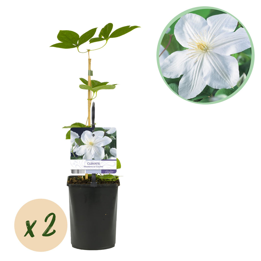 Clematis 'Madame Le Coultre' (Waldrebe) – weiß – 2 Pflanzen, Ø11 cm, 40 cm hoch