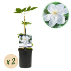 Clematis 'Madame Le Coultre' (Waldrebe) – weiß – 2 Pflanzen, Ø11 cm, 40 cm hoch