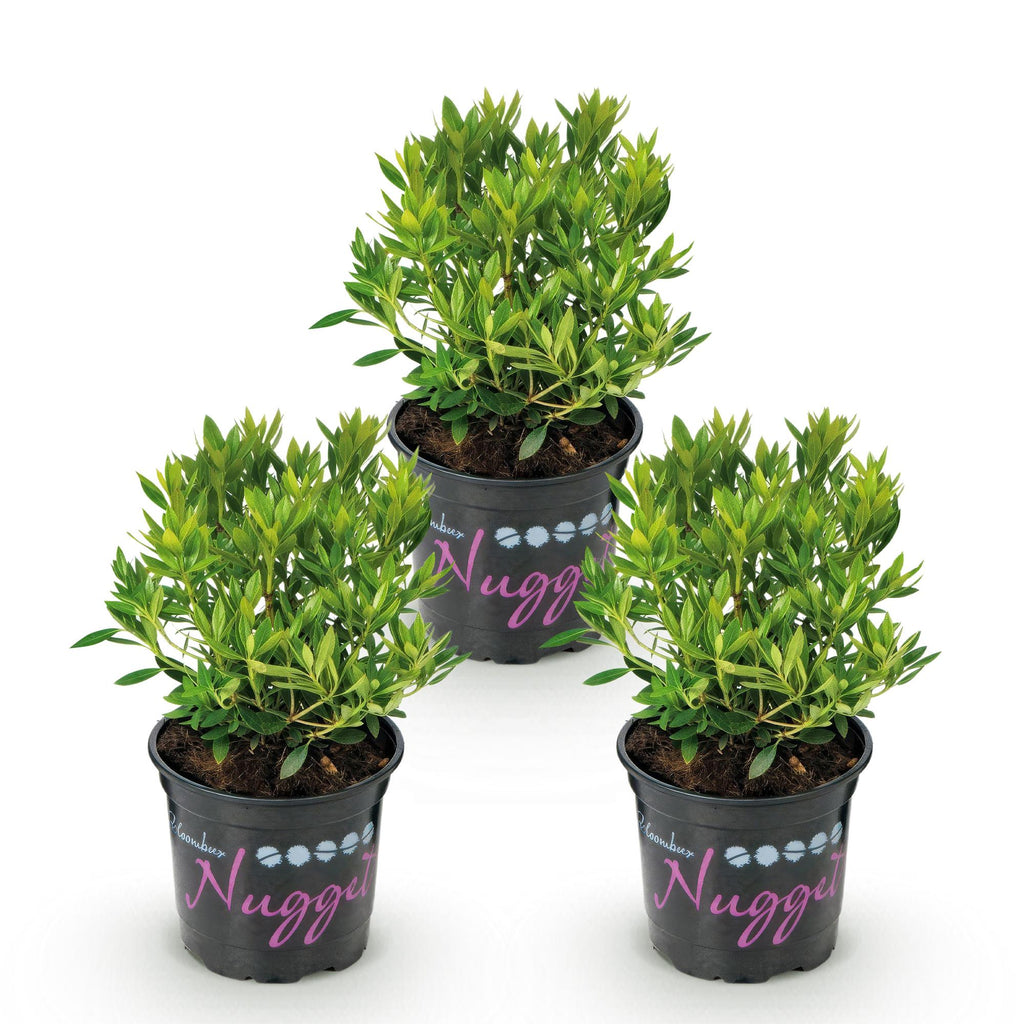 Rhododendron 'Bloombux Light Pink' (rododendron) – 3 planten, Ø11 cm, 20–25 cm hoog – foto 2