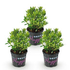 Rhododendron 'Bloombux Light Pink' (rododendron) – 3 planten, Ø11 cm, 20–25 cm hoog