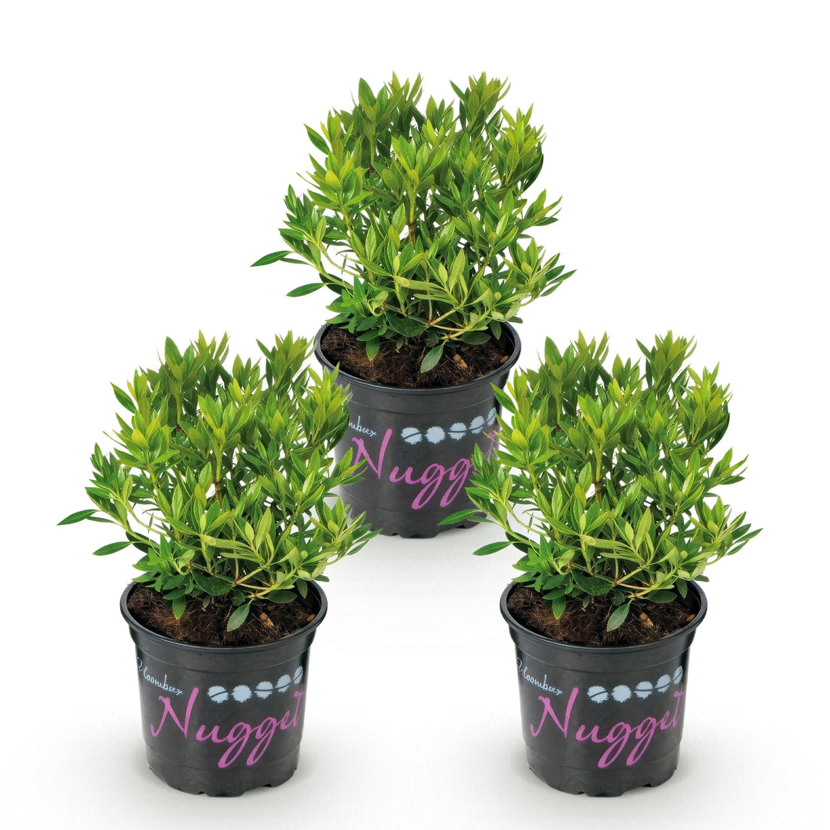 Rhododendron 'Bloombux Light Pink' (rododendron) – 3 planten, Ø11 cm, 20–25 cm hoog – foto 2