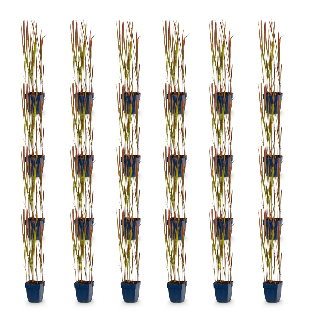 Imperata cylindrica 'Red Baron' (Japanisches Blutgras) – rot – 24 Pflanzen, Ø 11 cm, 15–25 cm hoch – Bild 2
