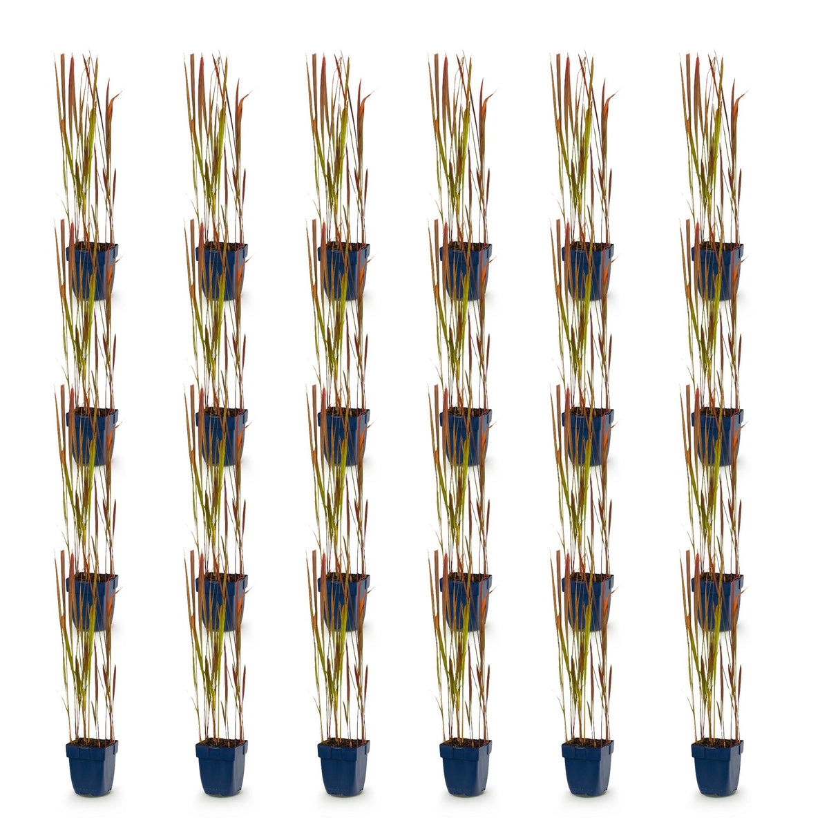 Imperata cylindrica 'Red Baron' (Japanisches Blutgras) – rot – 24 Pflanzen, Ø 11 cm, 15–25 cm hoch – Bild 2