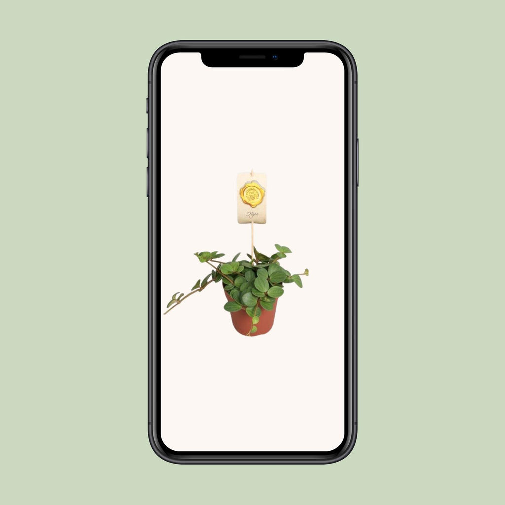 Peperomia Hope – Ø12 cm, 15 cm høj