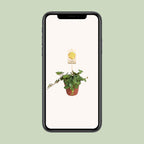 Peperomia Hope – Ø12 cm, 15 cm høj