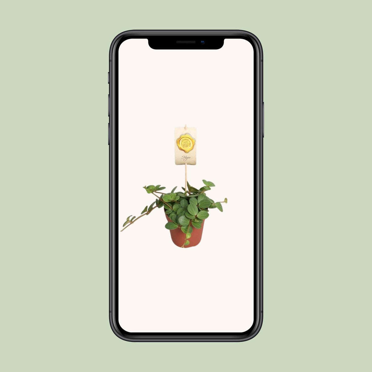 Peperomia Hope – Ø12 cm, 15 cm høj